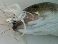 Bloody Pt Baits Spire 4oz White Hair/White Head