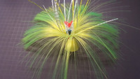 Bloody Pt Baits Chugger Char Hair w/Mylar/White Head Bloody Pt Baits Chugger Char Hair w/Mylar/White Head