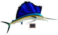 King Sailfish Mounts - Sailfish Mount - Atlantic - 78" King Sailfish Mounts - Sailfish Mount - Atlantic - 78"