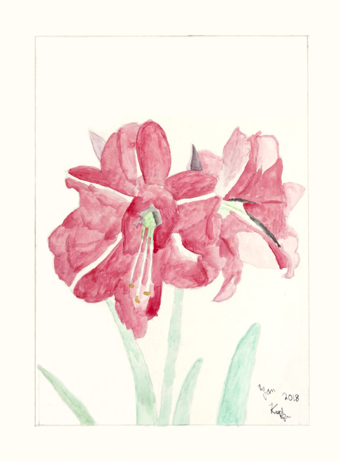 Ryan Kupfer Note Card 5 Pack - Amaryllis Ryan Watercolor (RKUP-AR)