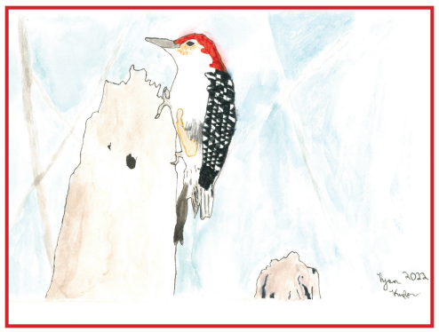 Ryan Kupfer Note Card 5 Pack - Woodpecker Watercolor (RKUP-PECK)