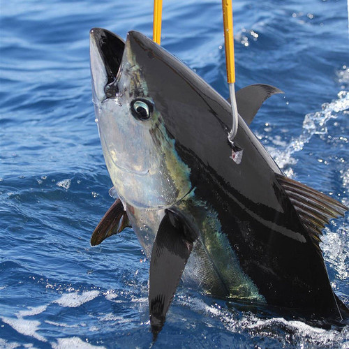 Aftco Gaff 6' 3" Hook Gold