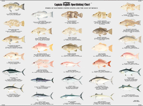 Captain Segull Chart - Fishes of the South USA and Gulf of America