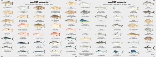 Captain Segull Chart - Fishes of the South USA and Gulf of America