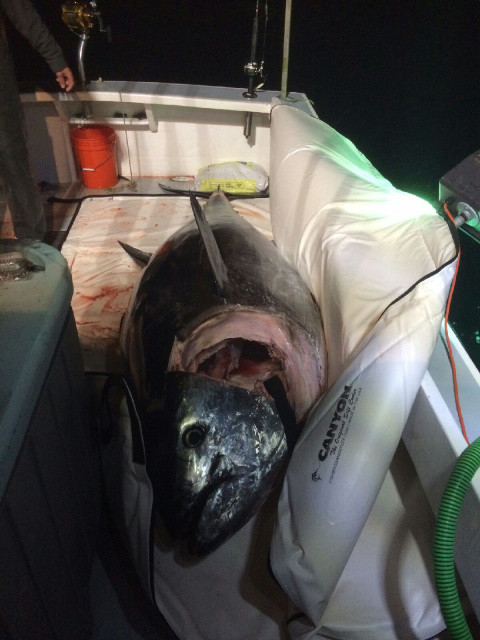 Canyon Giant Big Eye Tuna Bag