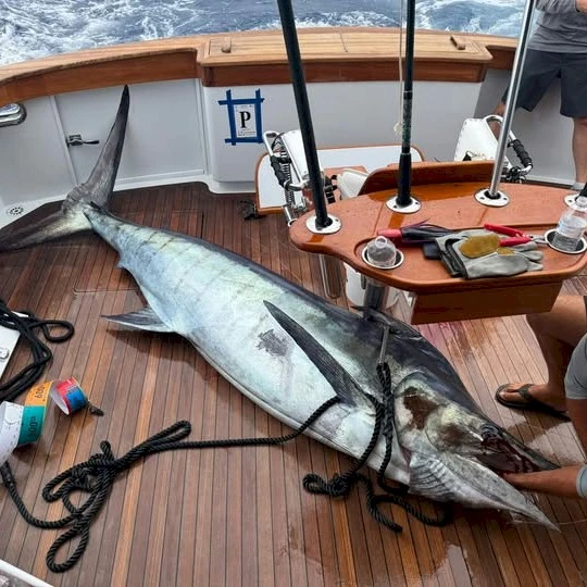 Flying Gaffs - Best Practices for Blue Marlin and Giant Bluefins