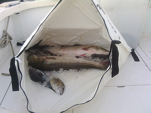 best fish cooler bag