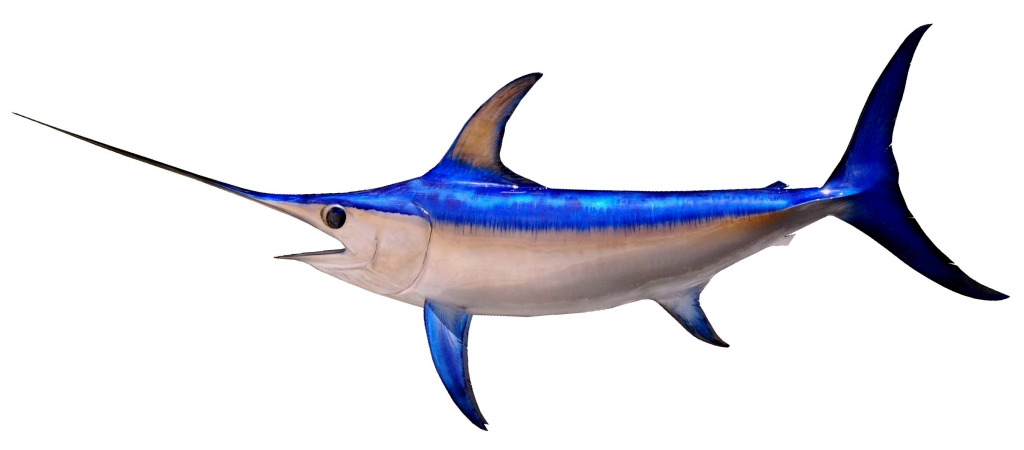 Swordfish Gear, Tournament-Grade Tackle