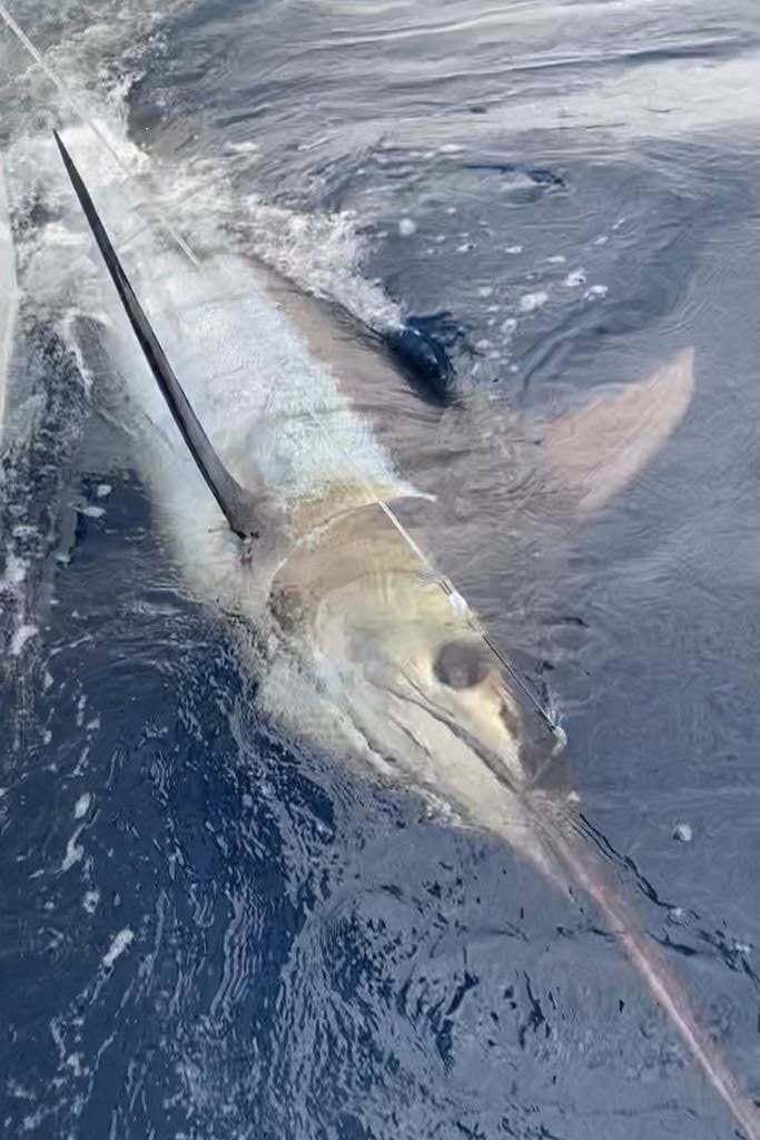 492002443-9362833830452184-74537222808673025-n.jpg 492002443-9362833830452184-74537222808673025-n.jpg