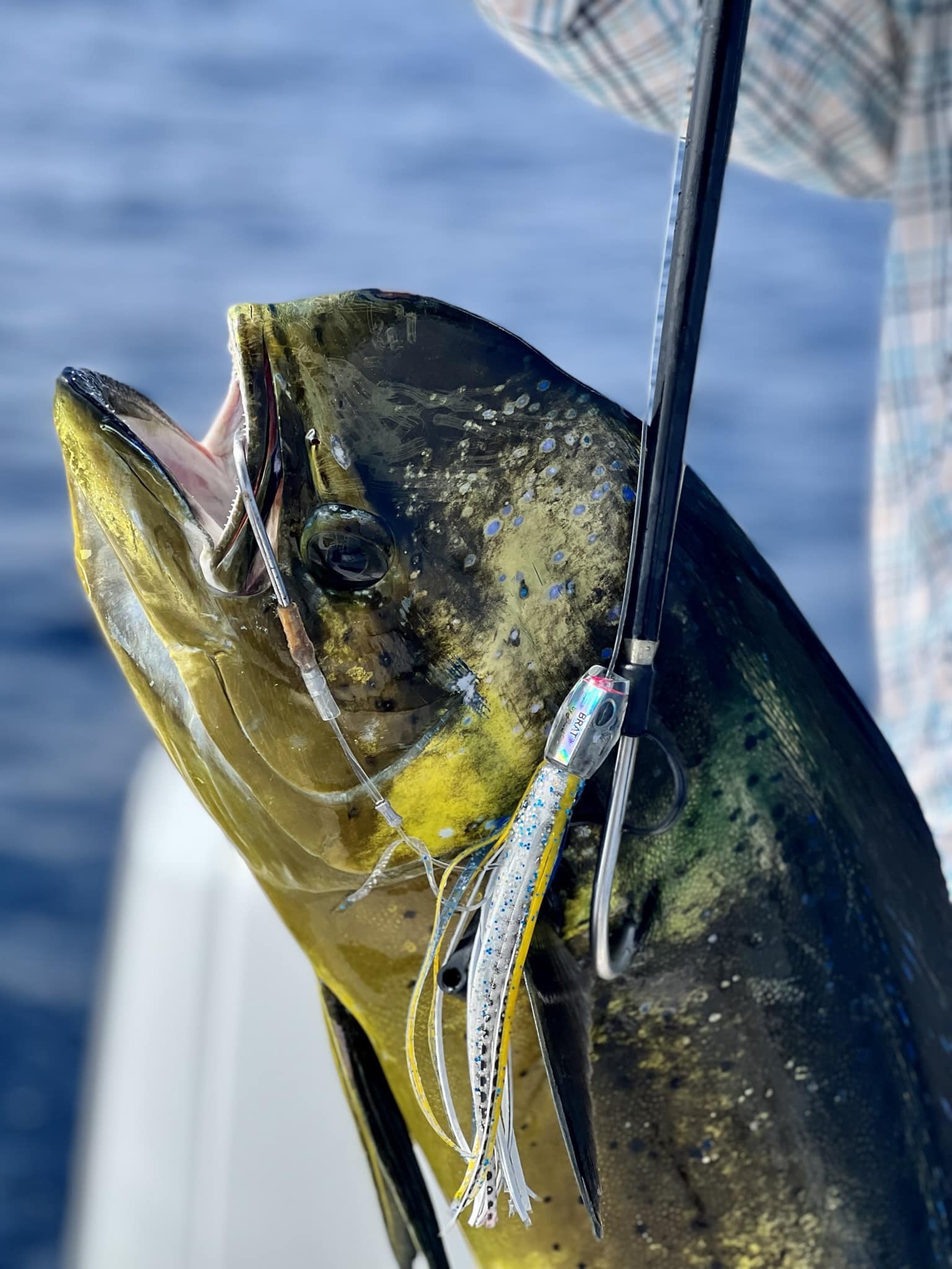 black-bart-brat.jpg black-bart-brat.jpg