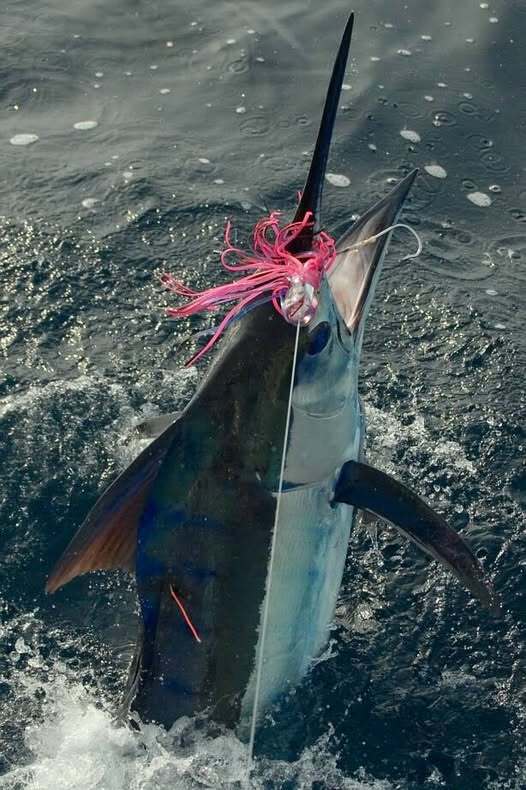 black-bart-marlin-candy-catch.jpg black-bart-marlin-candy-catch.jpg