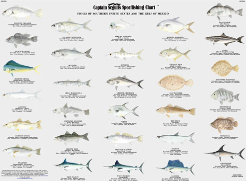 fish-of-north-atlantic2.png
