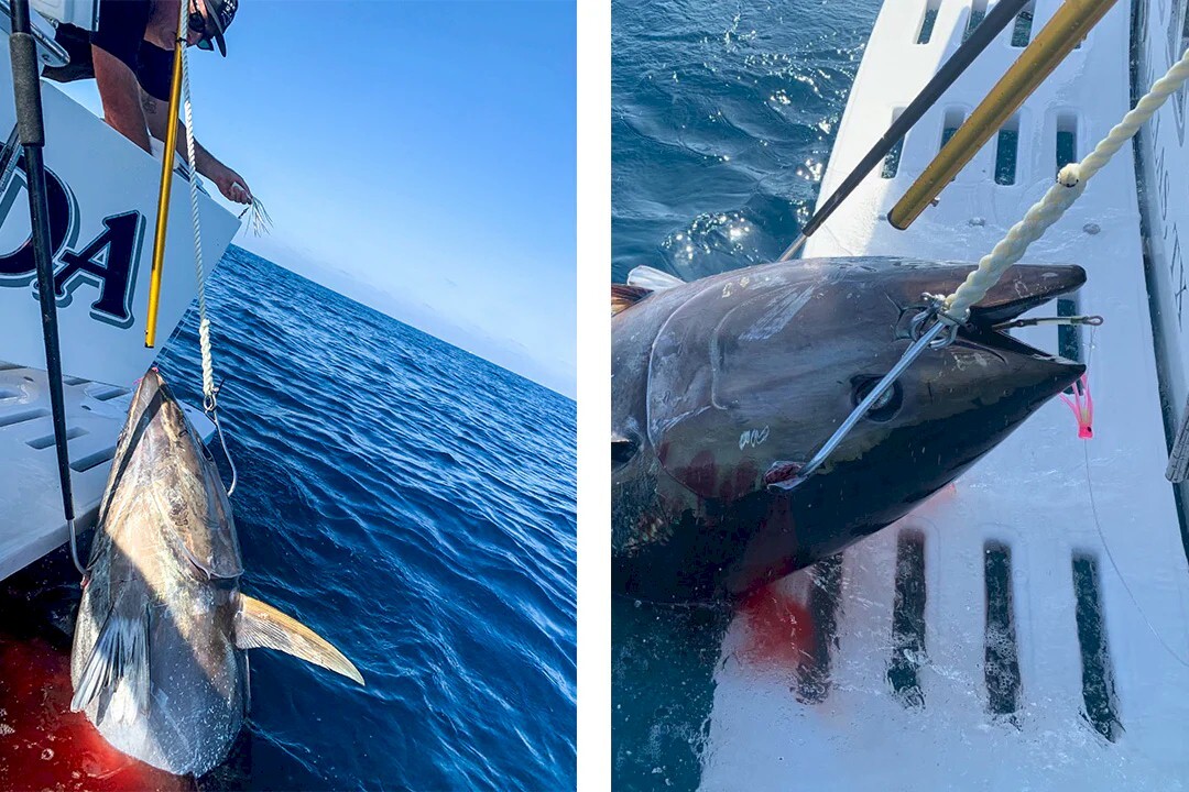 flying-gaff-in-tuna.jpg