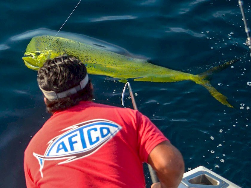 gaff-how-to-gaff-a-fish.jpg