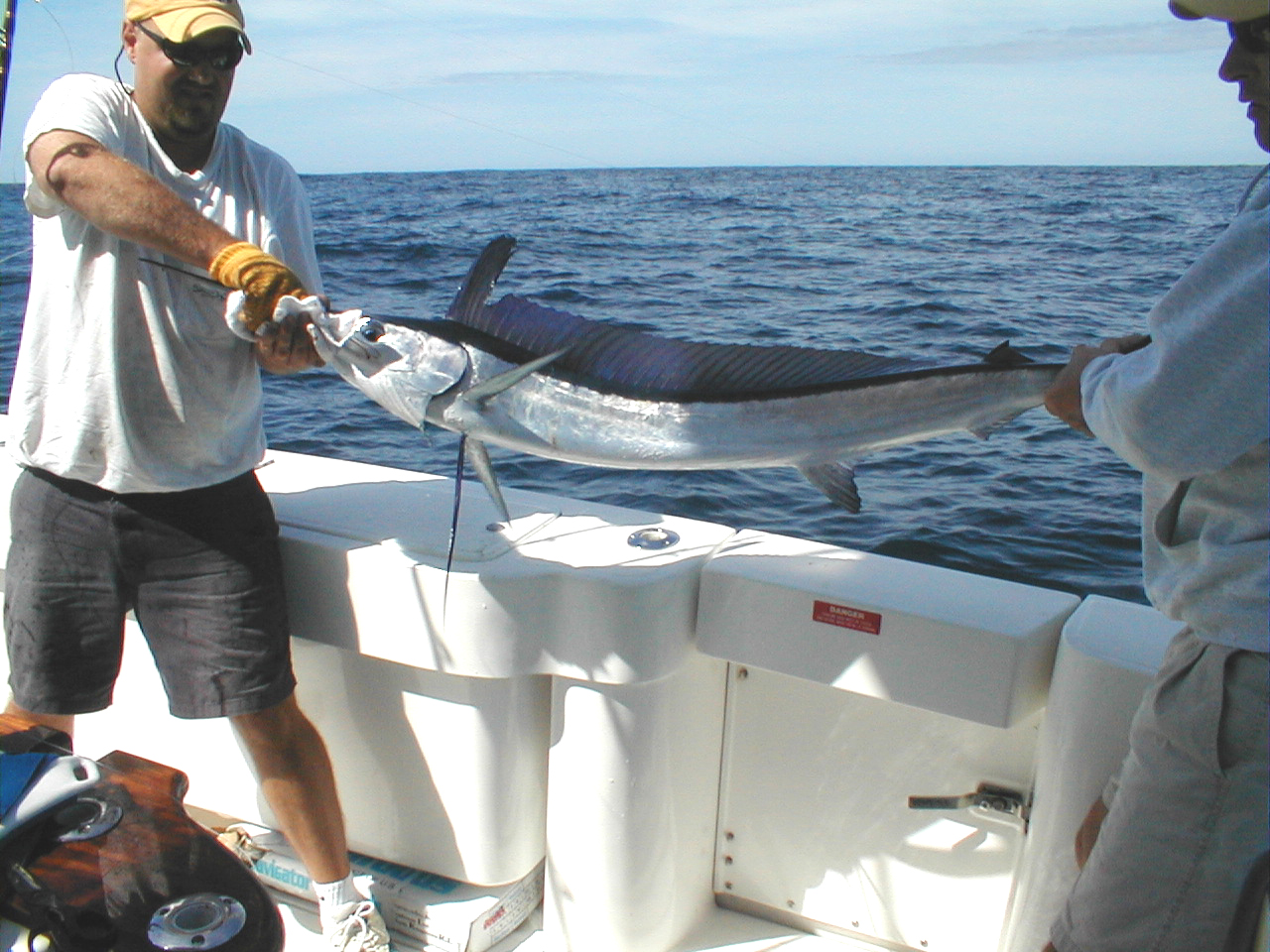 longbillspearfish2.jpg