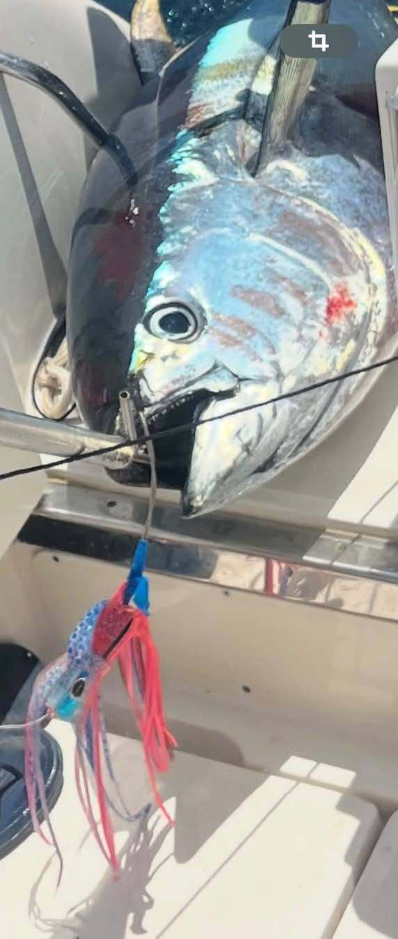 marlin-candy-pink.jpg marlin-candy-pink.jpg