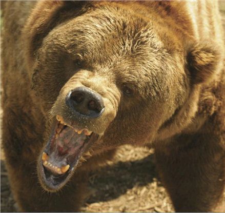 yeti-grizzly-bear-rour.jpg