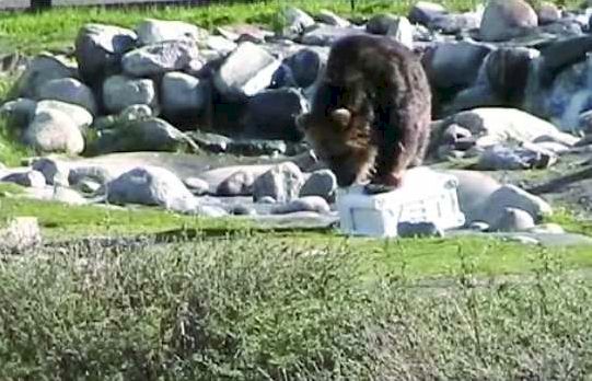yeti-grizzly-bear.jpg