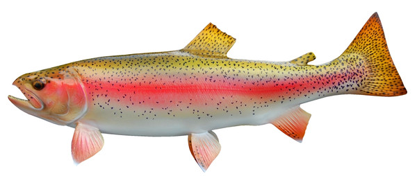 Rainbow Trout Assorted Candy Fish