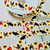 Chickens and Sunflowers 1" Grosgrain Ribbon Grosgrain Ribbon By The Yard Picture 2