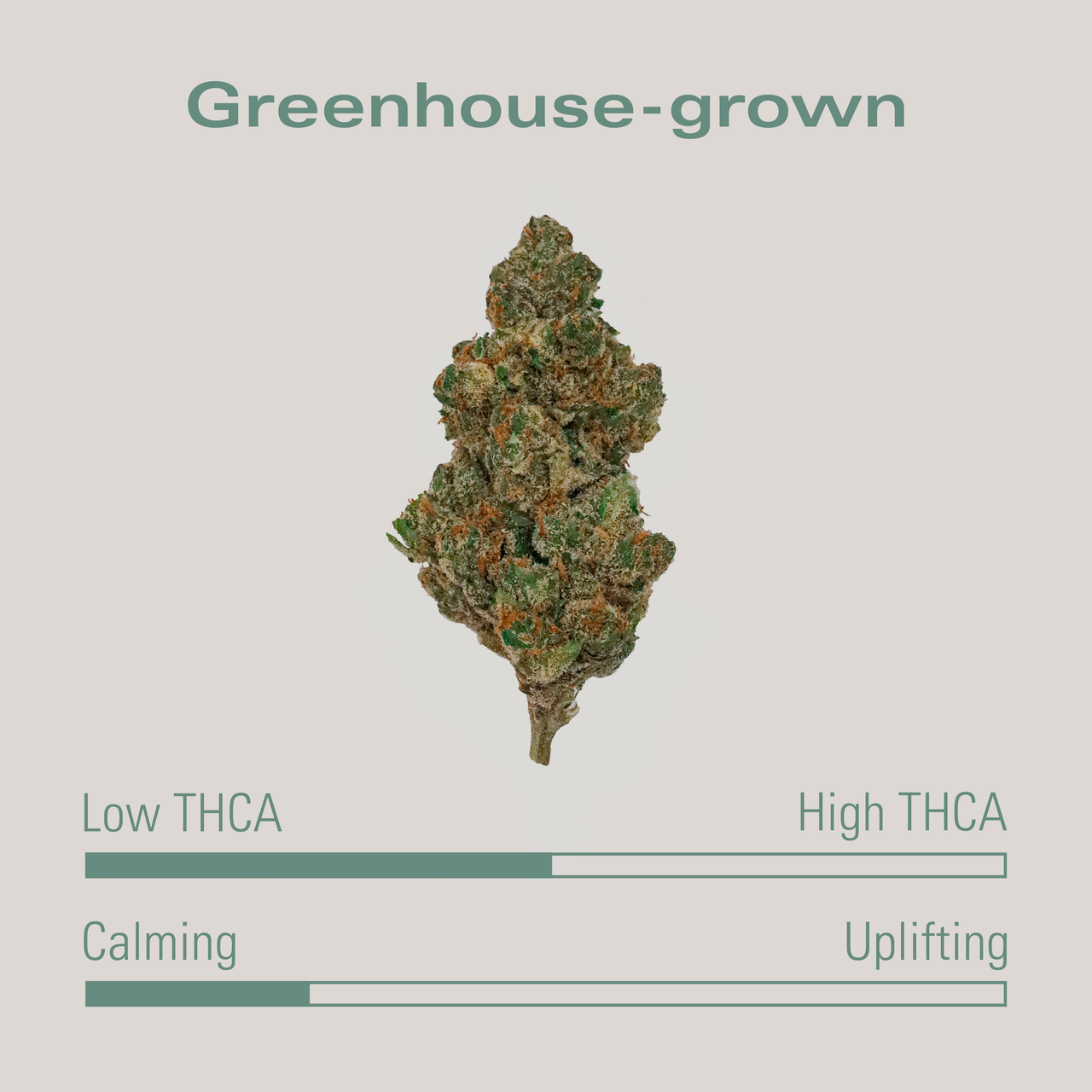 THCA Flower — White Cherry Punch