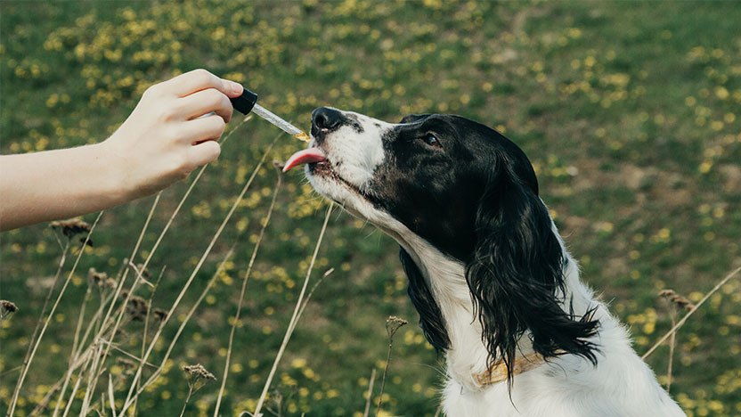 4 Easiest Ways To Mix CBD With Dog Foods