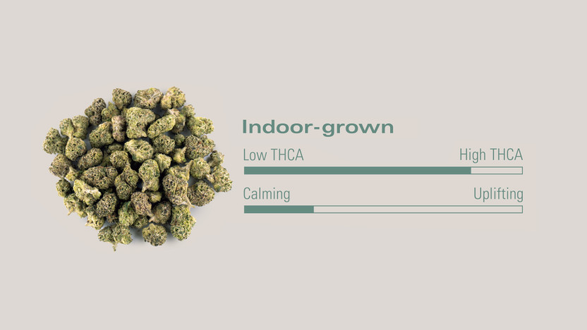 What Makes Bentley Runtz Unique? THCA Flower Strain Review