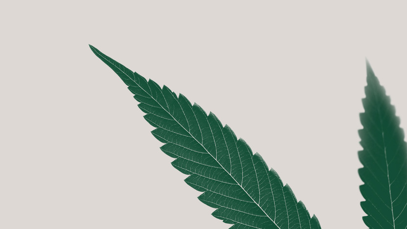 Cannabis: Characteristics, Anatomy, & Reproduction