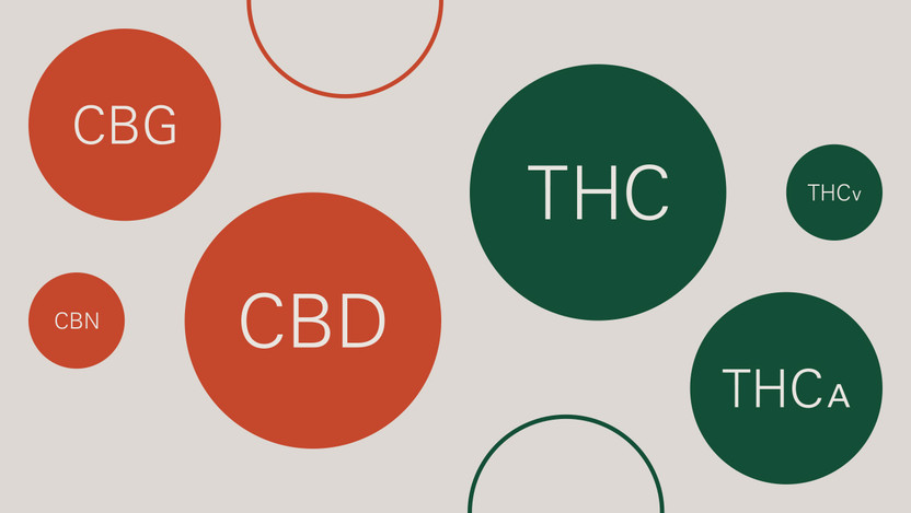 CBD Vs. THC: Which One Should You Choose? CBD Vs. THC: Which One Should You Choose?