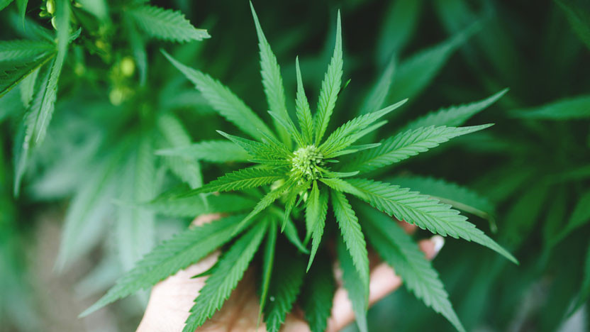 Decarboxylation: 5 Reasons Your Cannabis Needs It