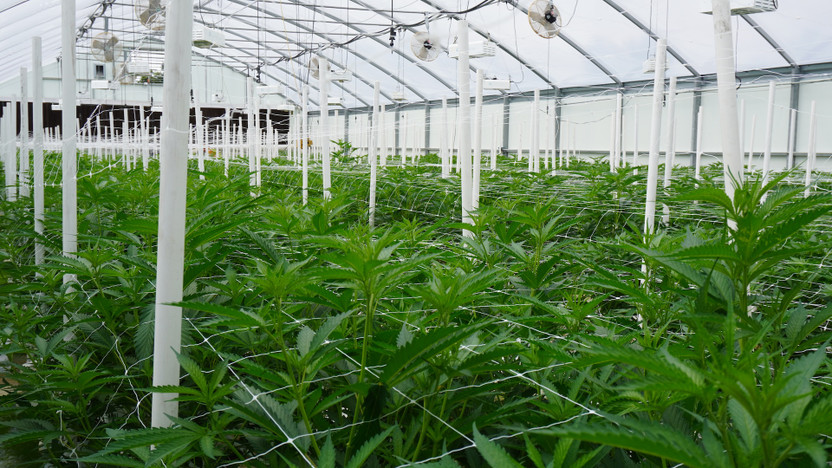 Does THCA Flower Smell Like Weed?