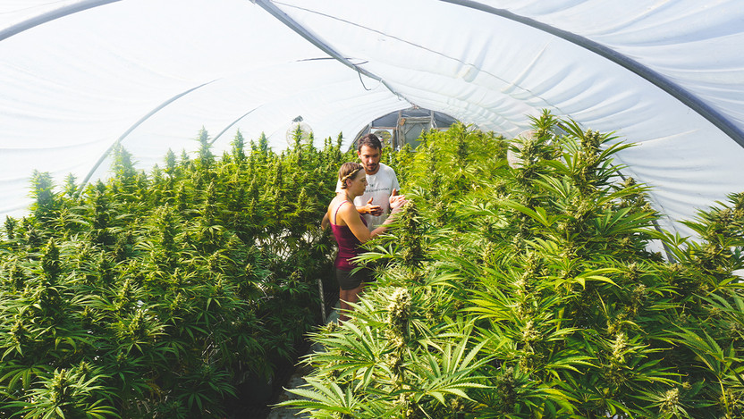 Greenhouse Cultivation: The Journey to Growing Hemp Flower