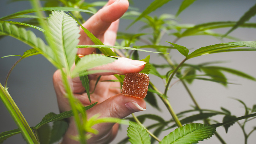 What Are Live Rosin Gummies? Why Solventless Edibles Hit Different