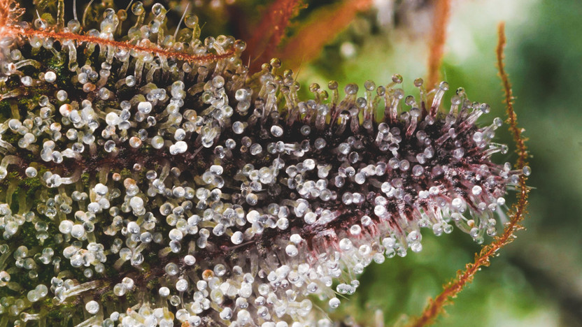 Hash Rosin Explained: What It Is and How It’s Made