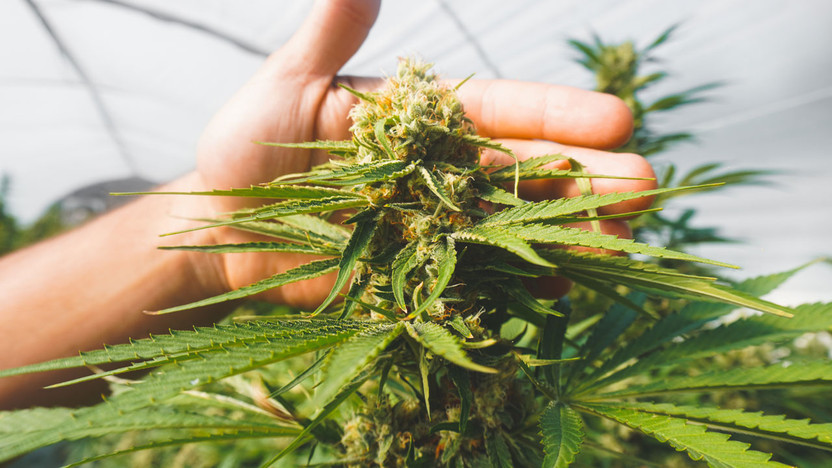 Sustainable Practices in the Hemp Industry: Exploring Hemp Sustainability Benefits and Eco-Friendly Cultivation