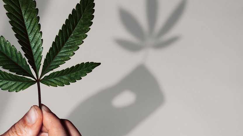 Hemp vs. Marijuana: How Do They Compare?