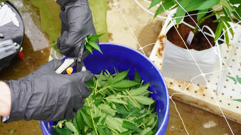 How Is THCA Flower Made?