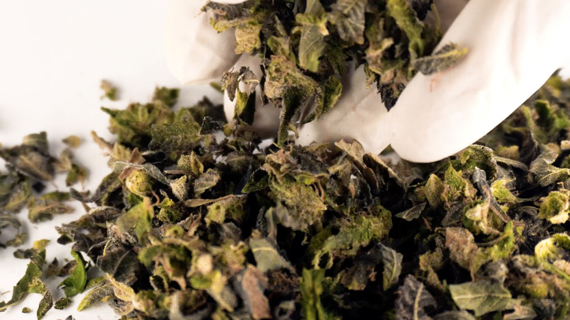 THCA Small Buds Vs Regular Buds: What’s The Real Difference?