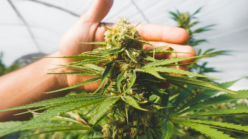 Hemp Generation Wake Forest Road: Raleigh's Hemp Destination on the Northside