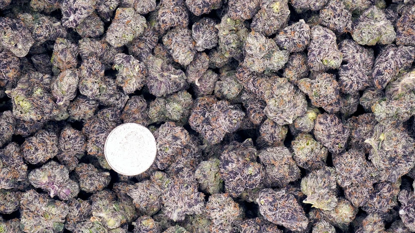 Maximizing Cannabinoid Product Shelf Life: Essential CBD Product Storage Guide and Preservation Techniques