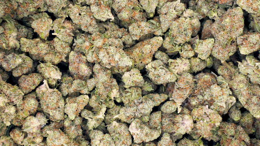 THCA Flower Wholesale: What Makes Hemp Generation a Trusted Bulk Supplier?