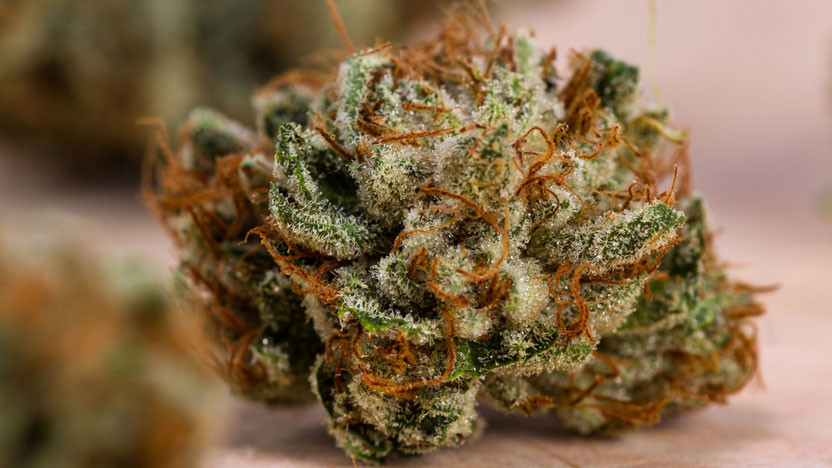 Raleigh's Top Picks For THCA Flower Strains