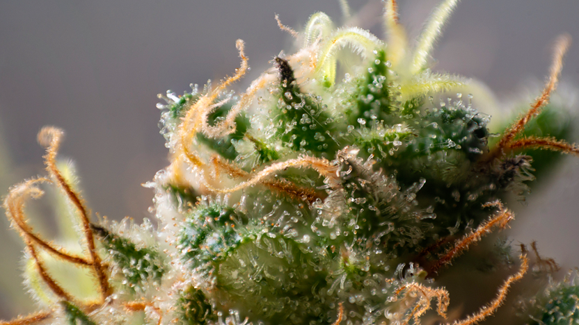 Is THCA Flower Sprayed? Here Are The Facts Is THCA Flower Sprayed? Here Are The Facts