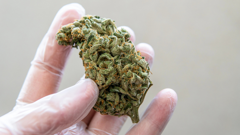 Raleigh's Best THCA Flower Shop: Unveiling Our Collection