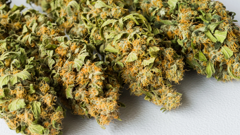 Raleigh's THCA Flower Extravaganza: Browse Now!