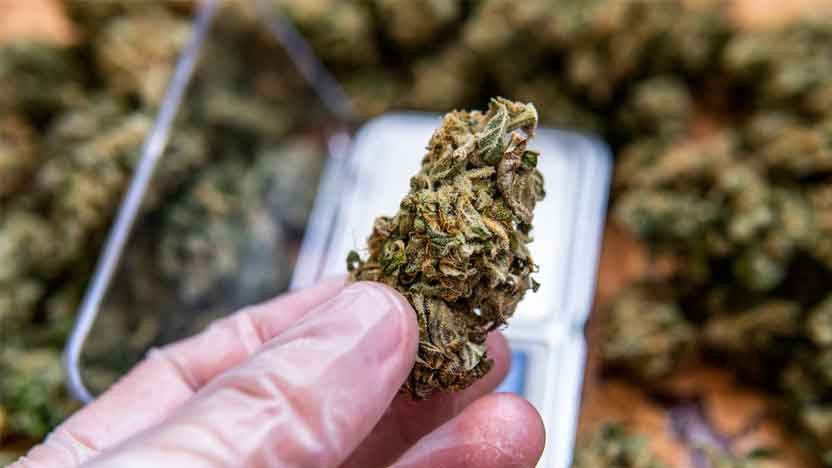 Should You Buy THCa Flower In-Person or Online?