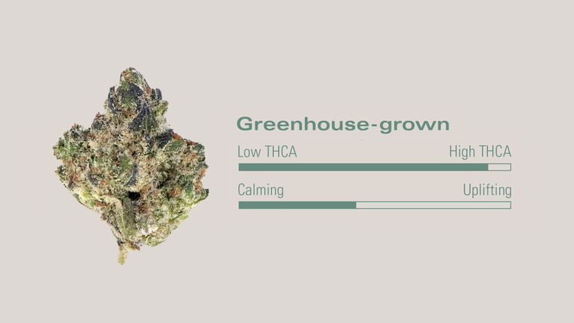 Top 5 Reasons Smorez THCA Flower Should Be in Your Next Stash: Premium Profile and Sensory Experience Explained