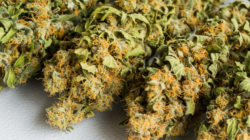 THCA Flower Showcase: Raleigh's Premier Dispensary