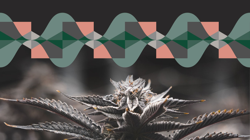 THCA Flower: Why Terpenes Matter as Much as THCA Levels - and How They Complete the Experience