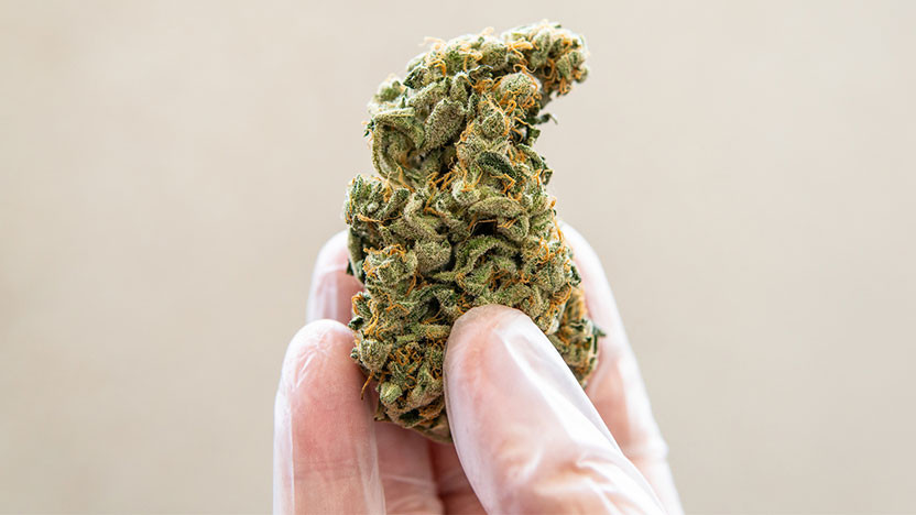 Does Thca Flower Get You High Does THCA Flower Get You High? - Hemp Generation